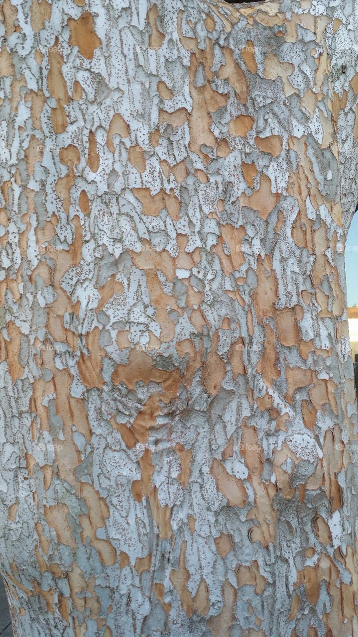 Tree bark. this tree was outside a store where I was shopping.  I loved the pattern on the bark.