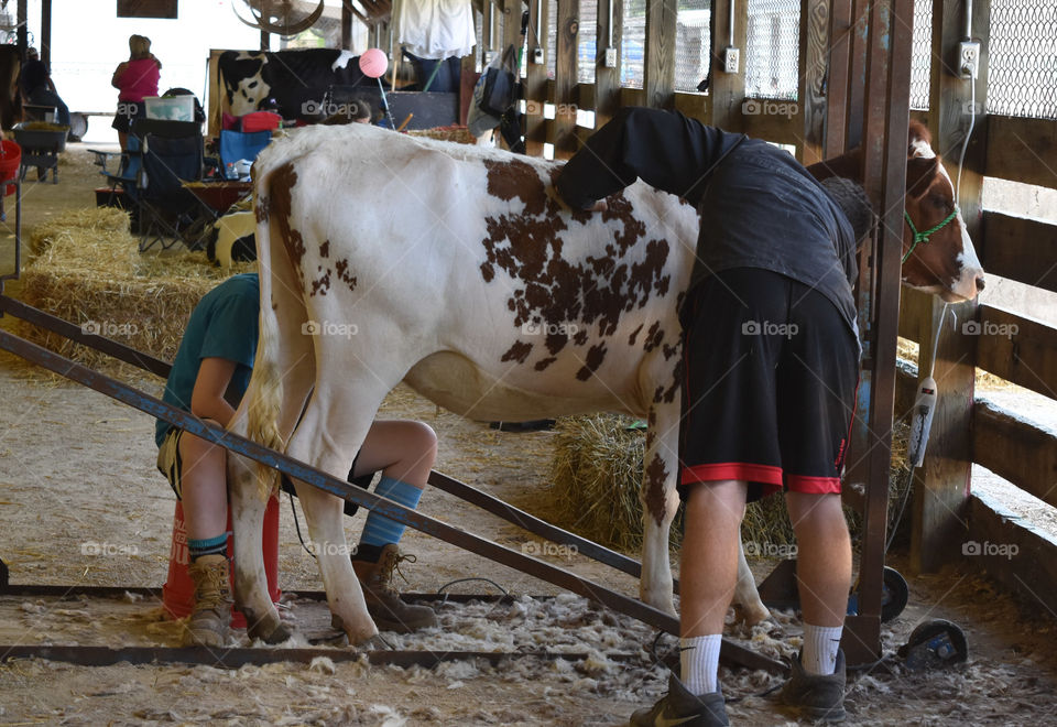 Grooming a cow for showing at the county fair