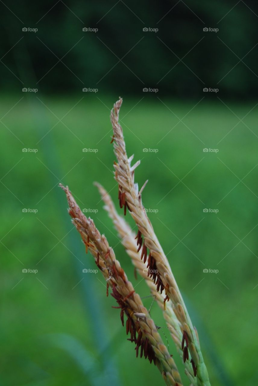 Tall dry grass