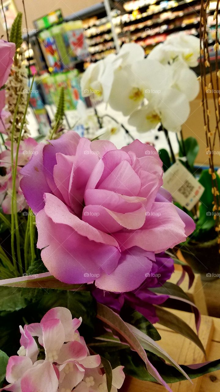 purple Flowers