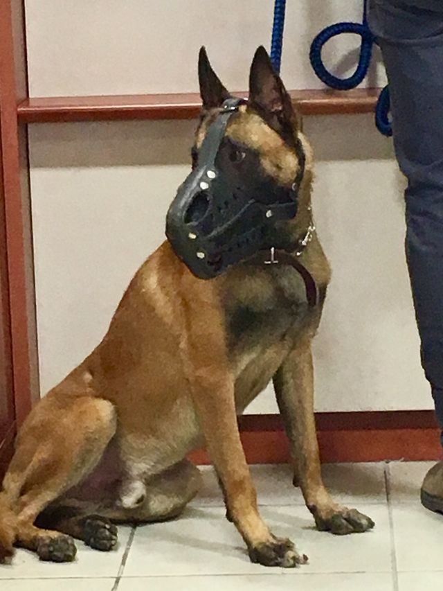 dog