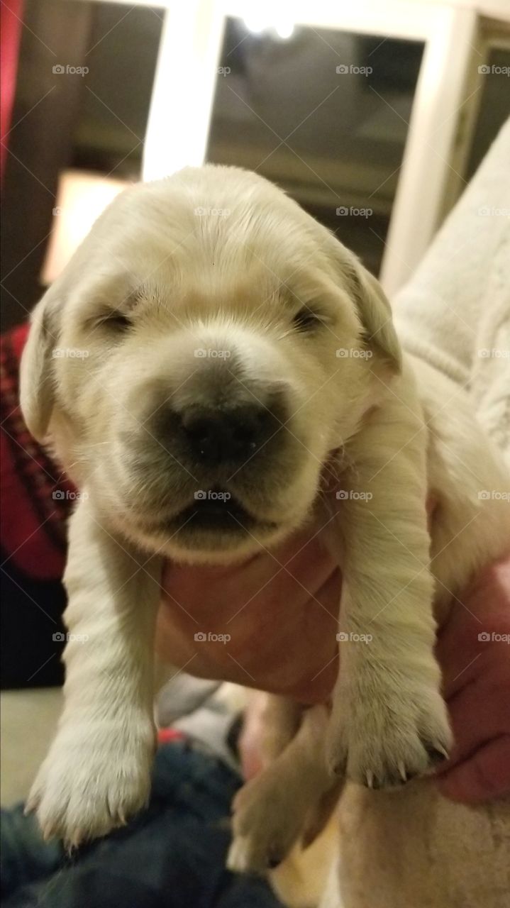 Precious, Week Old Pup