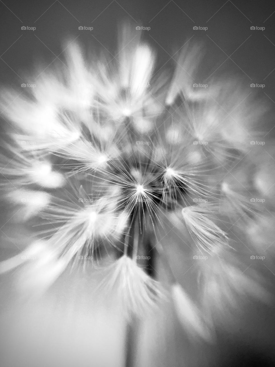 Make a wish Dandelion Macro lens