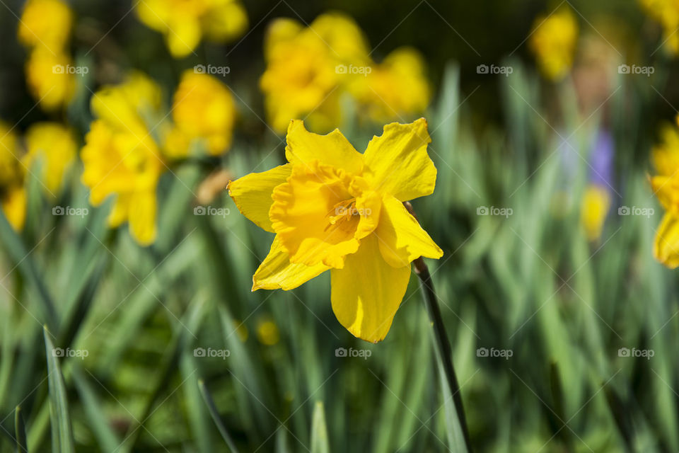 narcissus