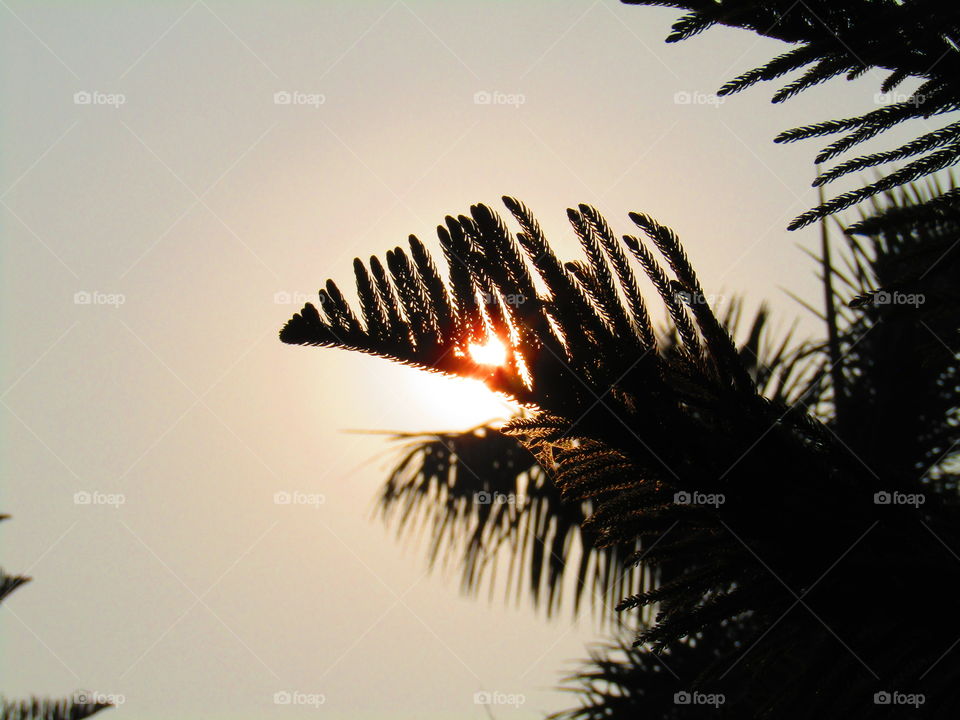 Beautiful sunset through trees or leaves with beautiful background