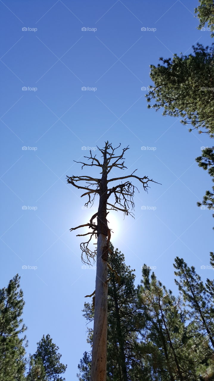 Tall Dead Tree On A Bright Day