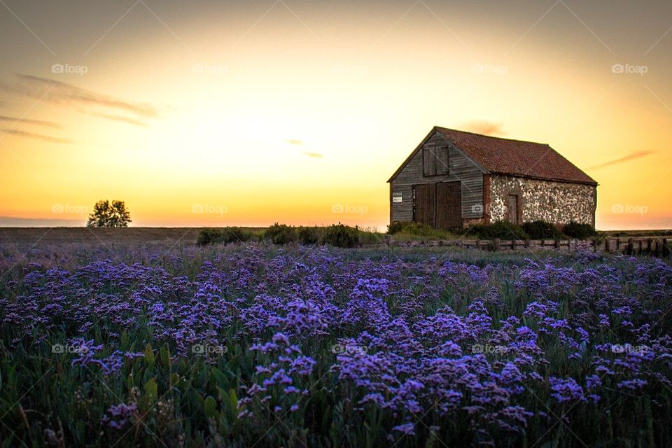 Sea lavender bloom 