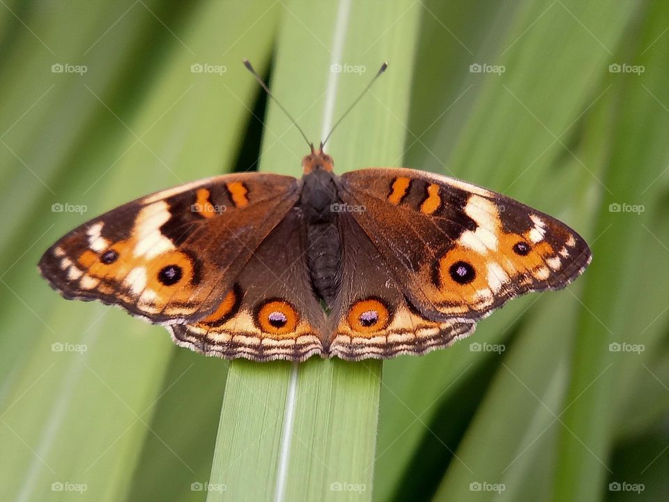 Butterfly captured from above, depth of field, wild animals, wildlife, nature, insects, wings, butterfly