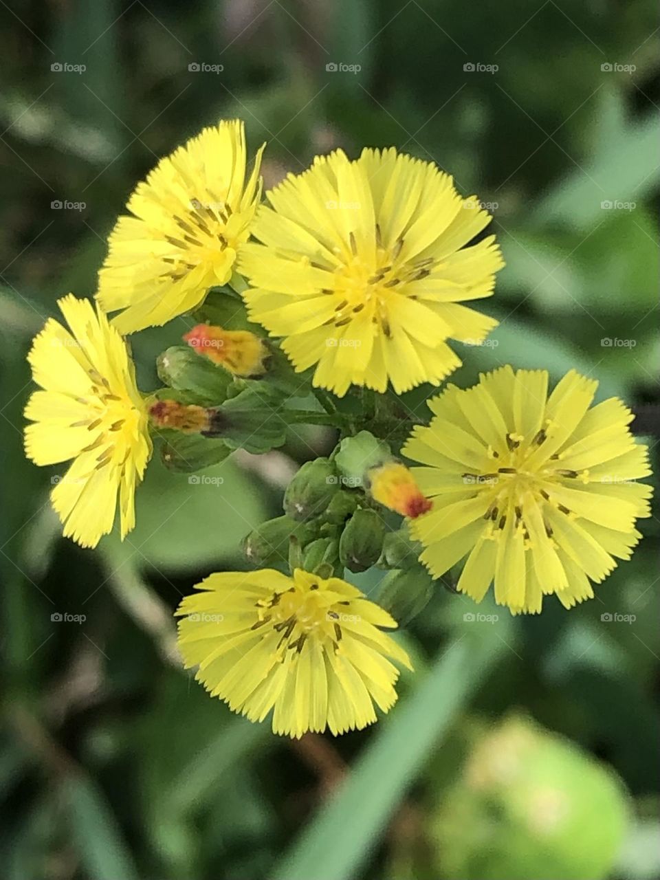 Cluster of tiny yellow flowers and buds ready to bloom in a friend’s garden in Texas!