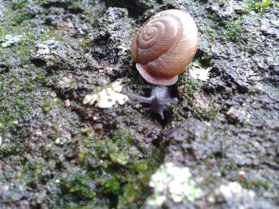 Snail at Pullen Park