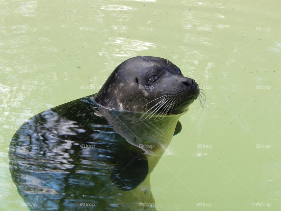 seal