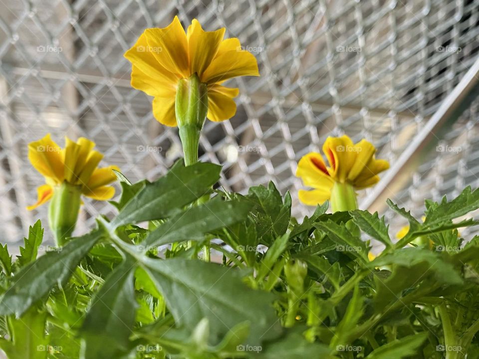 Flower blossoms of Mexican Marigold 