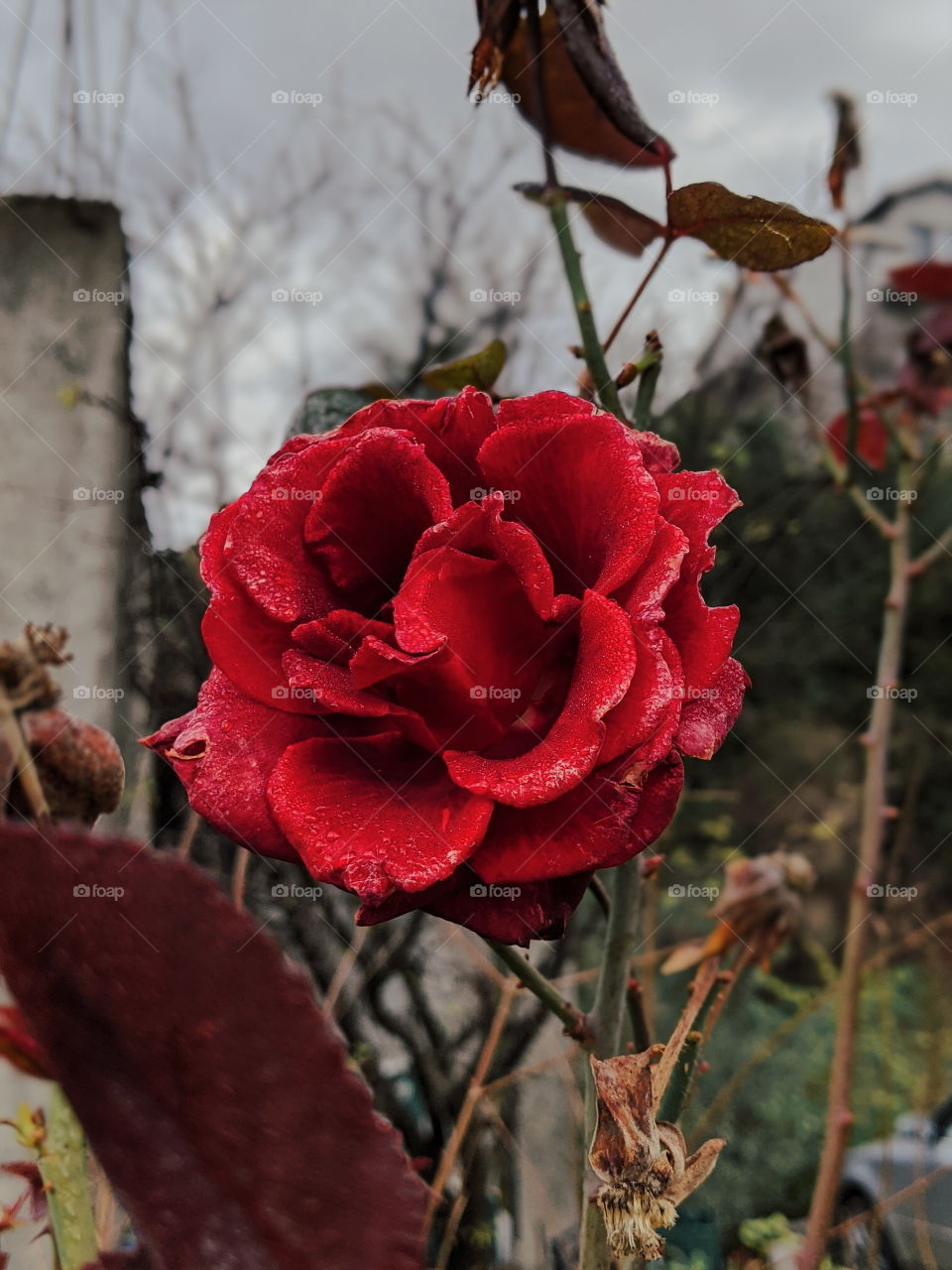 frozen red rose
