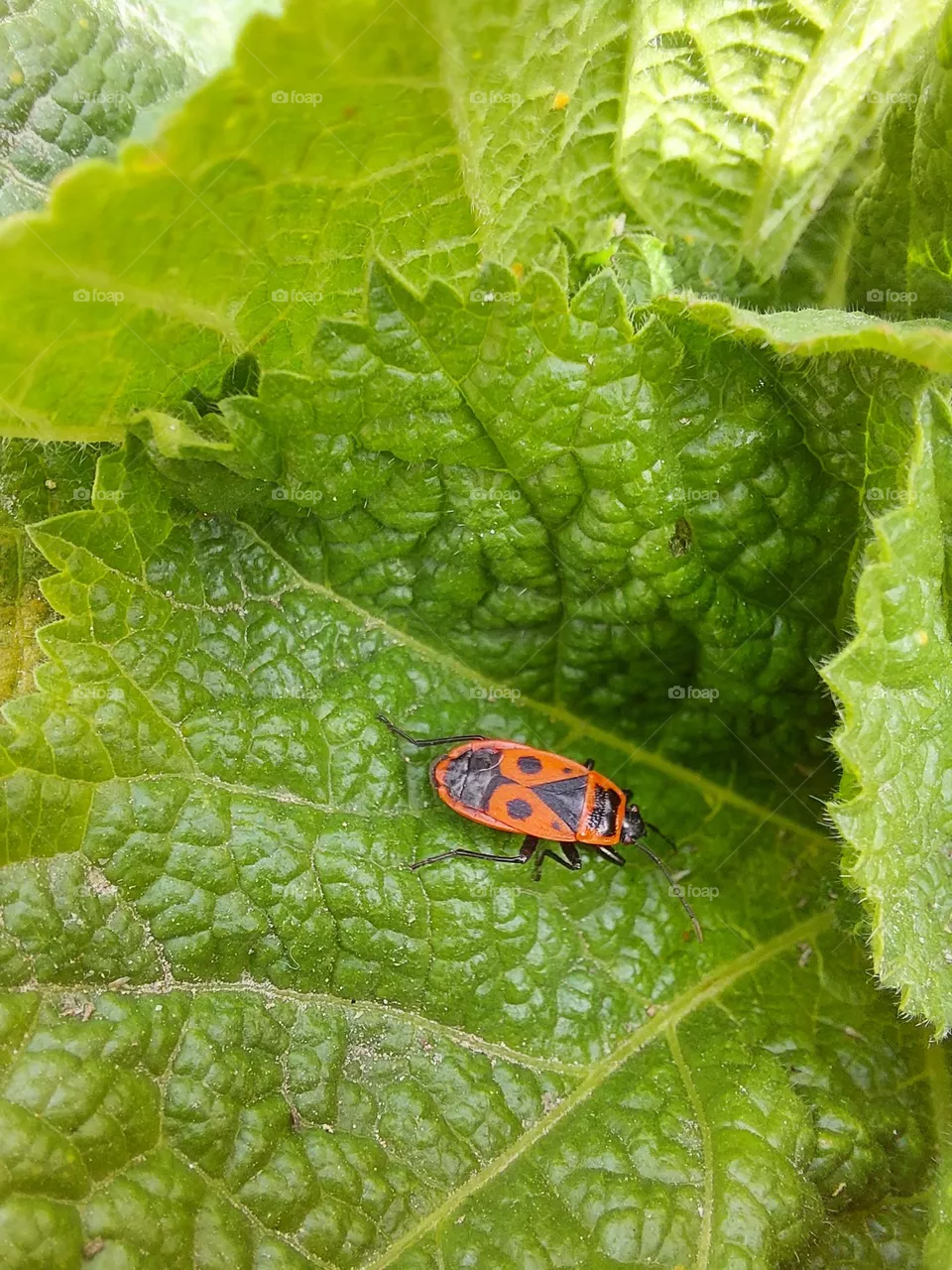 insect.