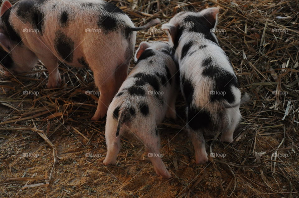 Animals from Brazil