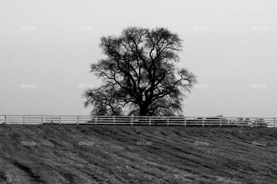 Tree in Field