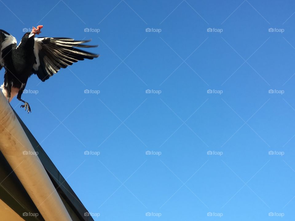 Murray magpie bird catching food from roof