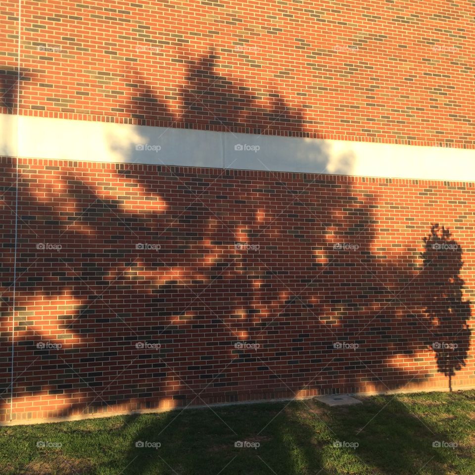 Bright tree shadow on a brick facade 