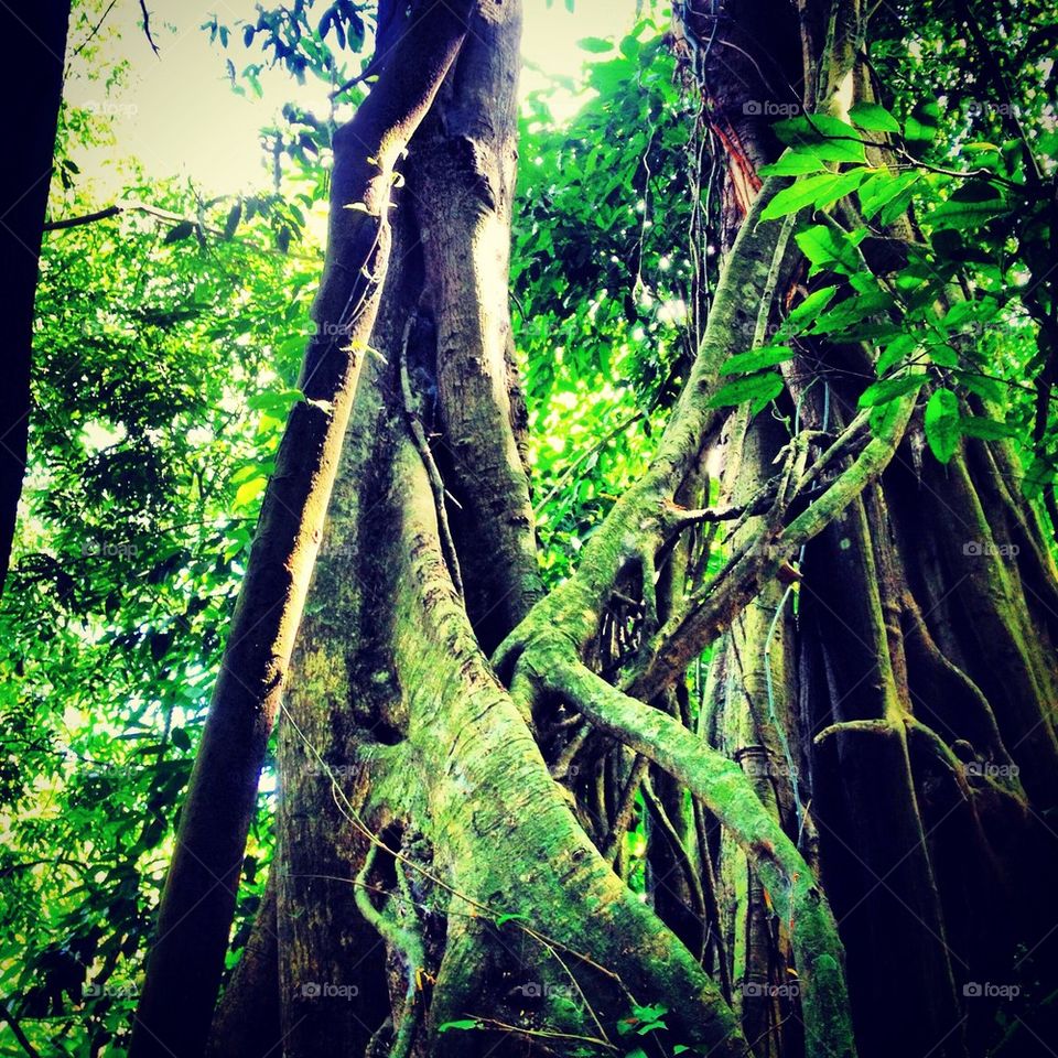 Strangler fig