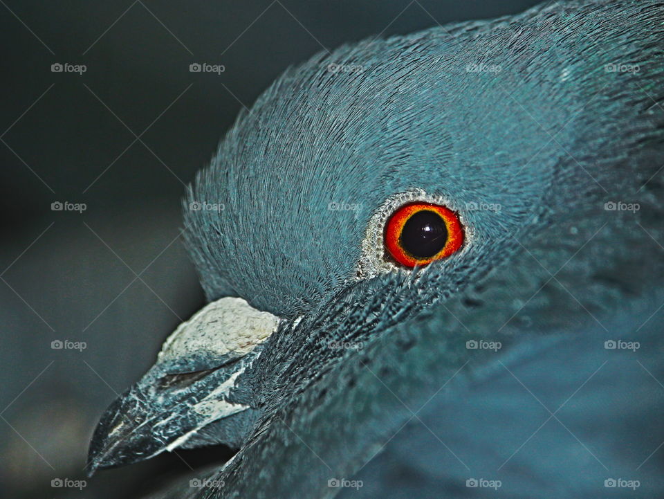 Eclipse Eyed Pigeon