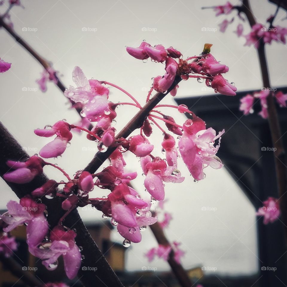 blossoms
