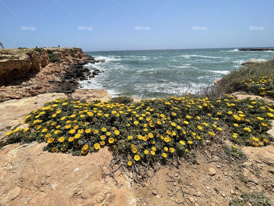 Pallenis maritima yellow daisies flowering across rocky beach with sea in the background in Torrevieja, Alicante, Spain 