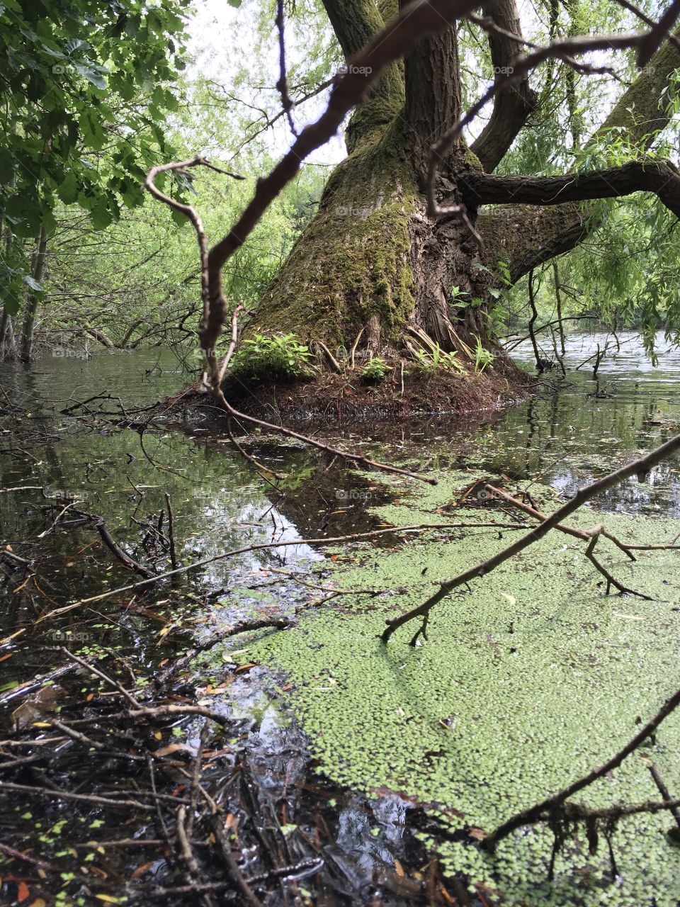 Dead tree in a small lake 