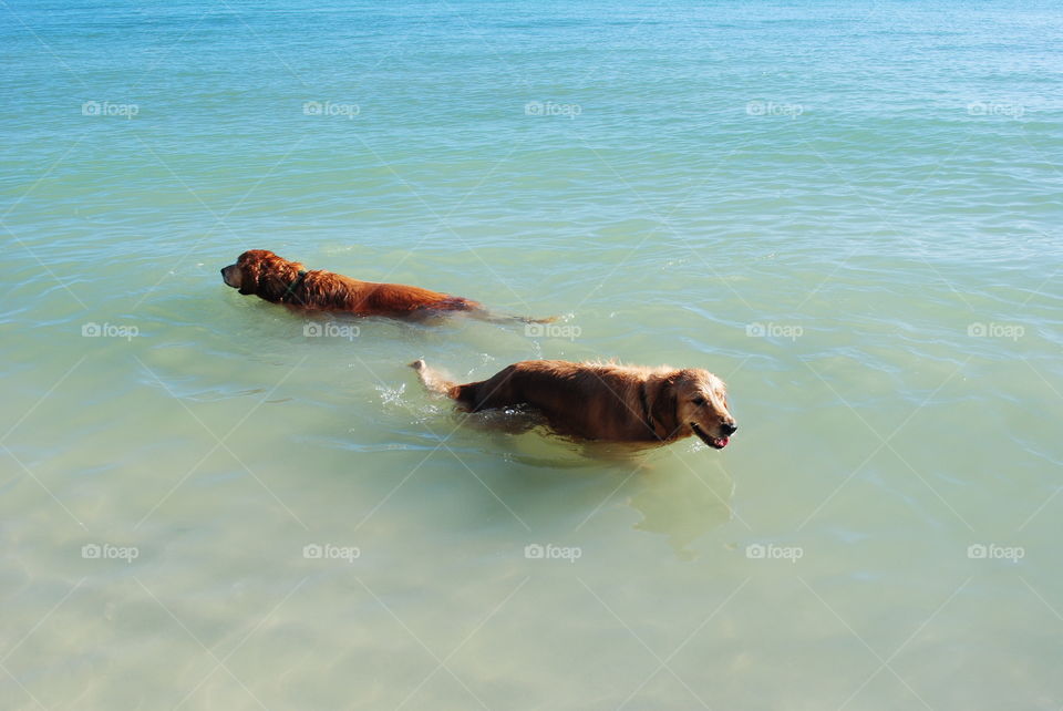 Dogs swimming in the ocean at Key West, Fl