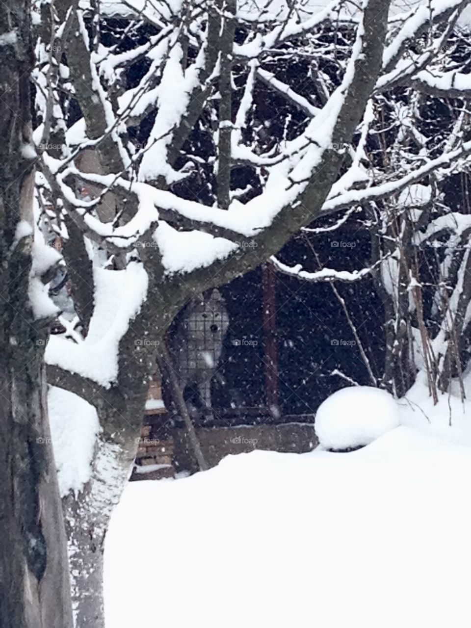 Winter 2019..magic snou