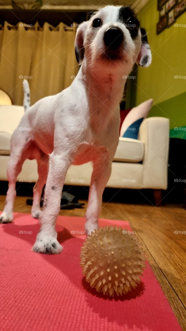 Parson Russell Terrier