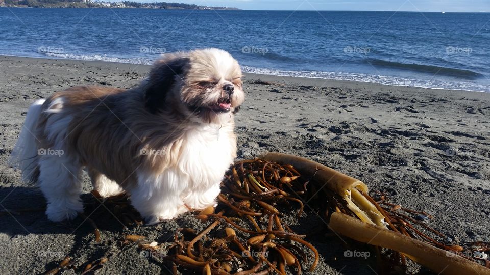 Dog smiles at the beach