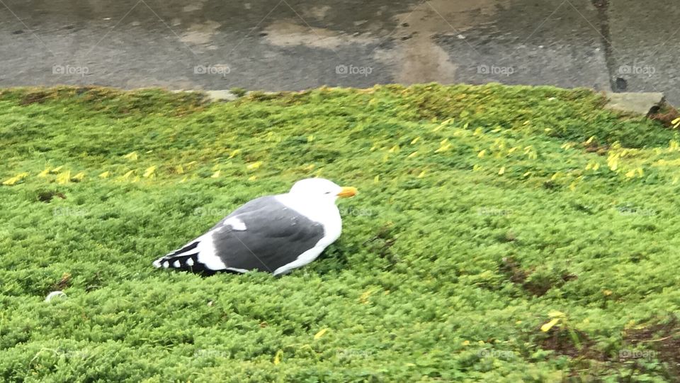 Seagull 