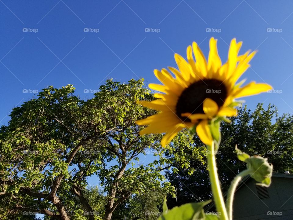 sunflower2