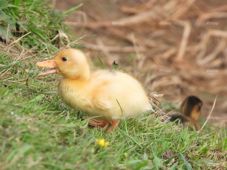 A duckling at the river 