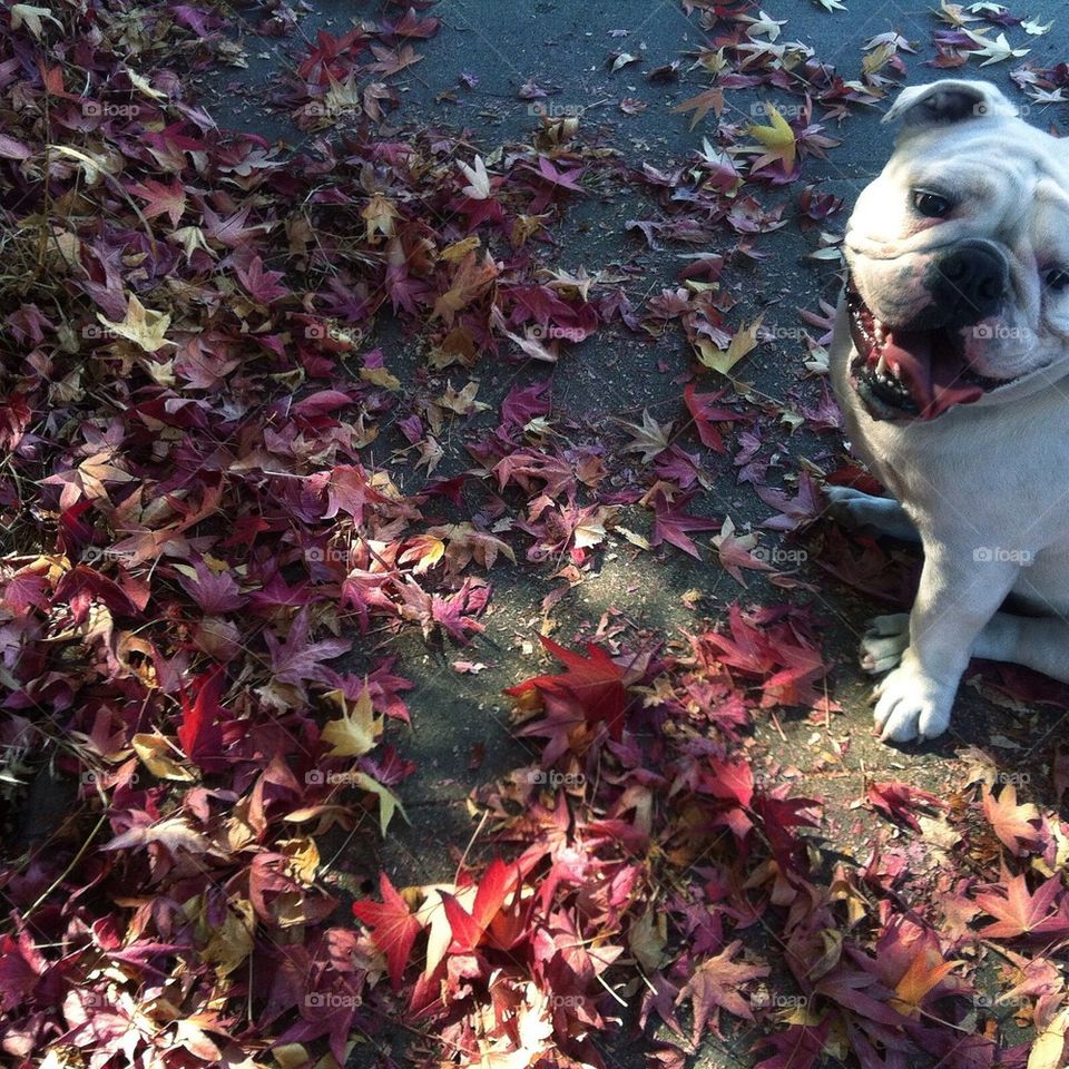 Puppy in the leaves.