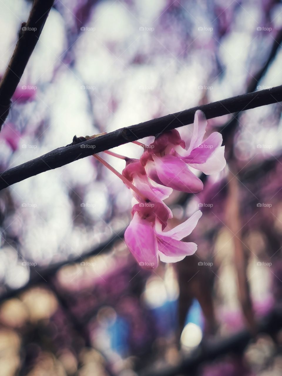 Spring flowers wild nature greens outdoor pink plant