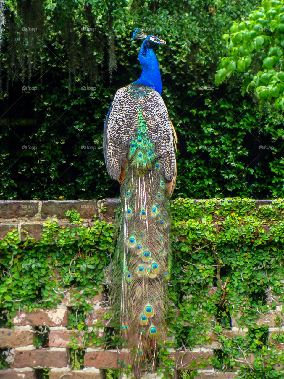 A proud peacock sits atop a vine-covered centuries old brick wall at Middleton Place Plantation in Charleston, South Carolina.