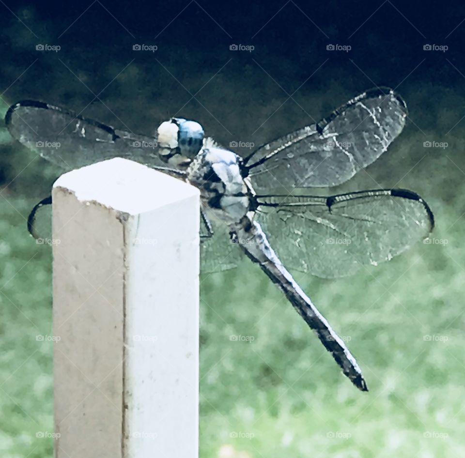 The details of the wings and face of this very beautiful dragonfly are easily seen as it sits proudly on a garden post