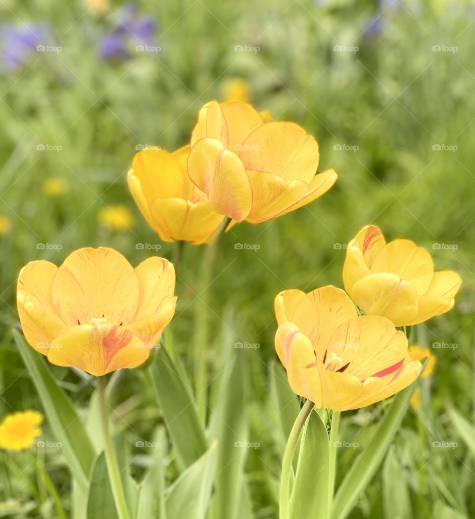Beautiful yellow tulips in the garden 