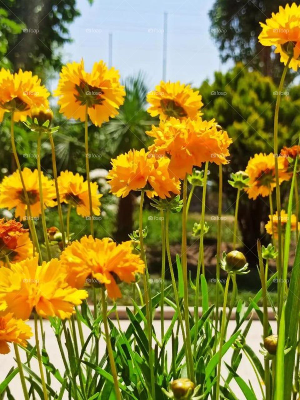 Yellow flowers make me fell warm and fuzzy all the time