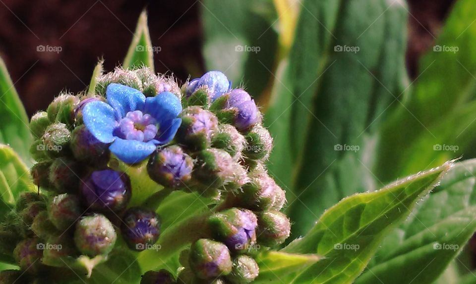 Flower bud growing on plant