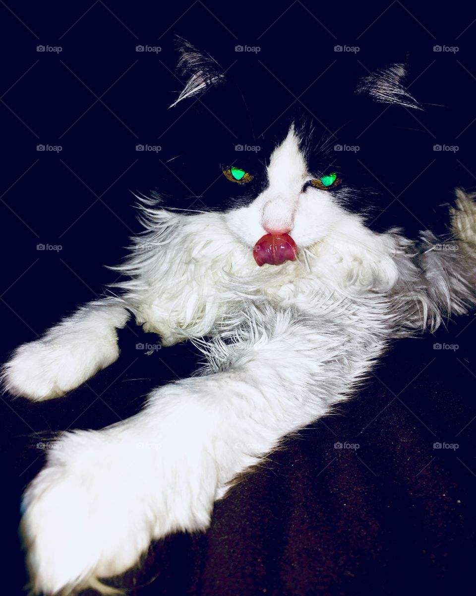 Cat with glowing green eyes 1