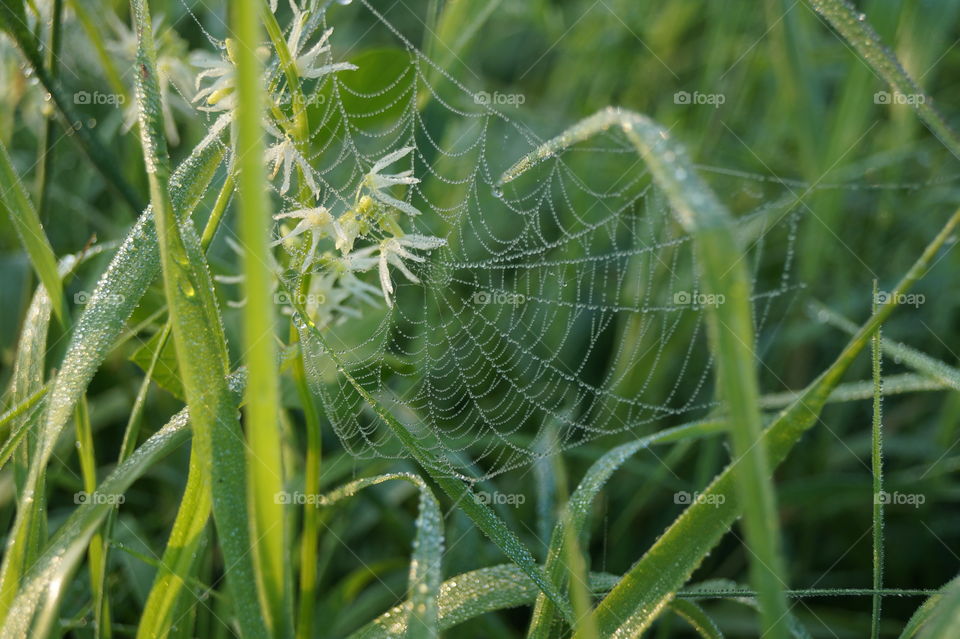 Паутина в траве