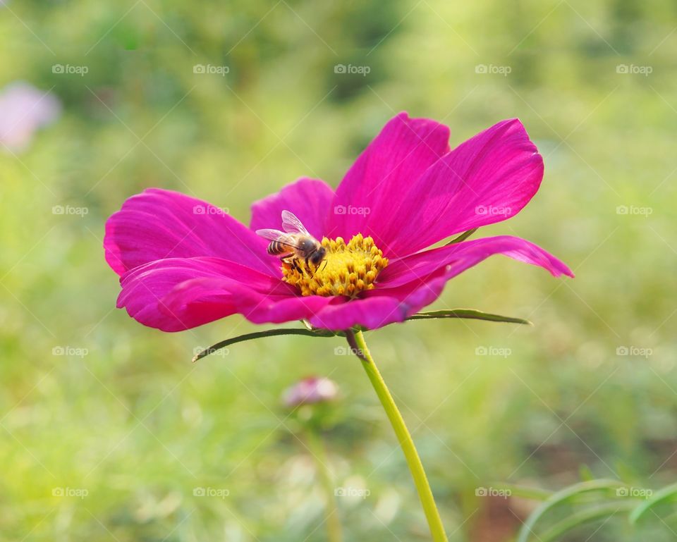 Pink flower and insect