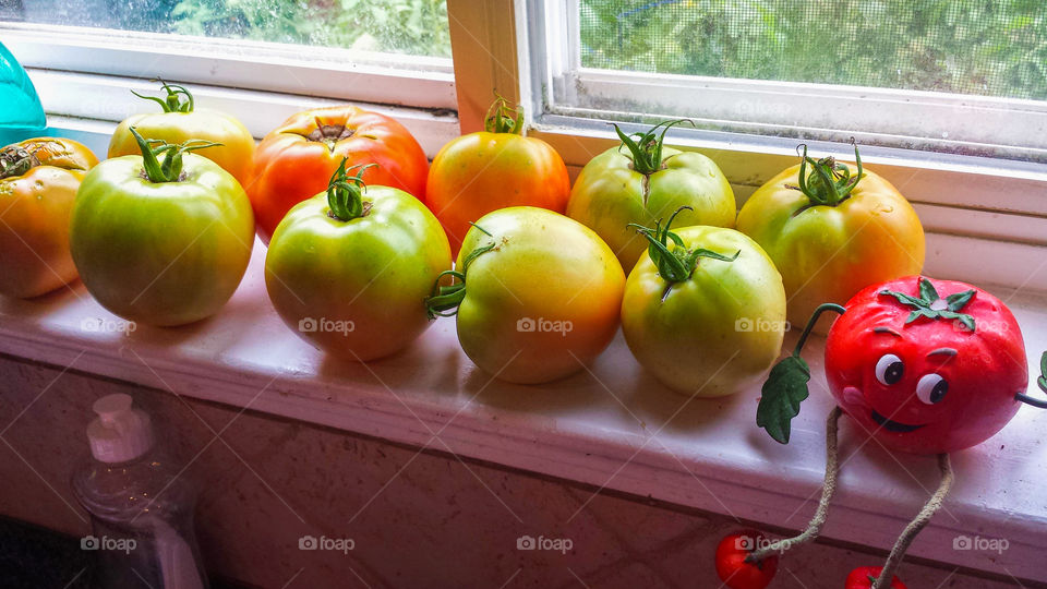 Plump, just picked red and green garden tomatoes soak up the sun on a window sill.