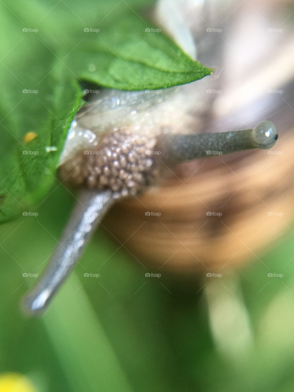 Upside down snail 