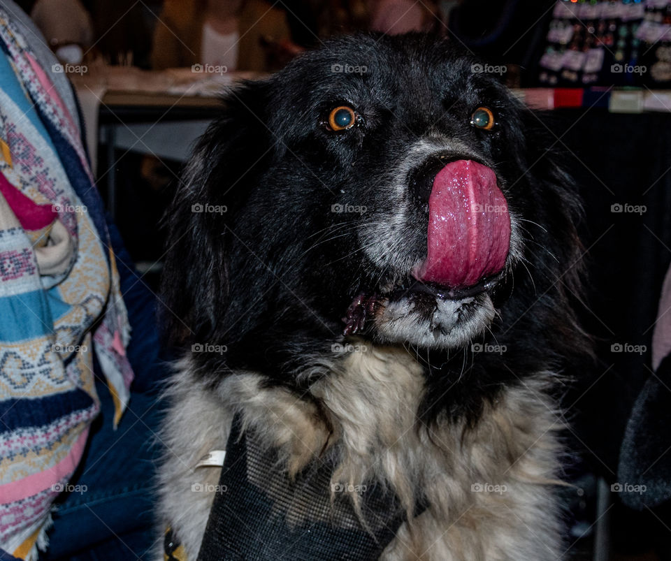 Dog licks his face