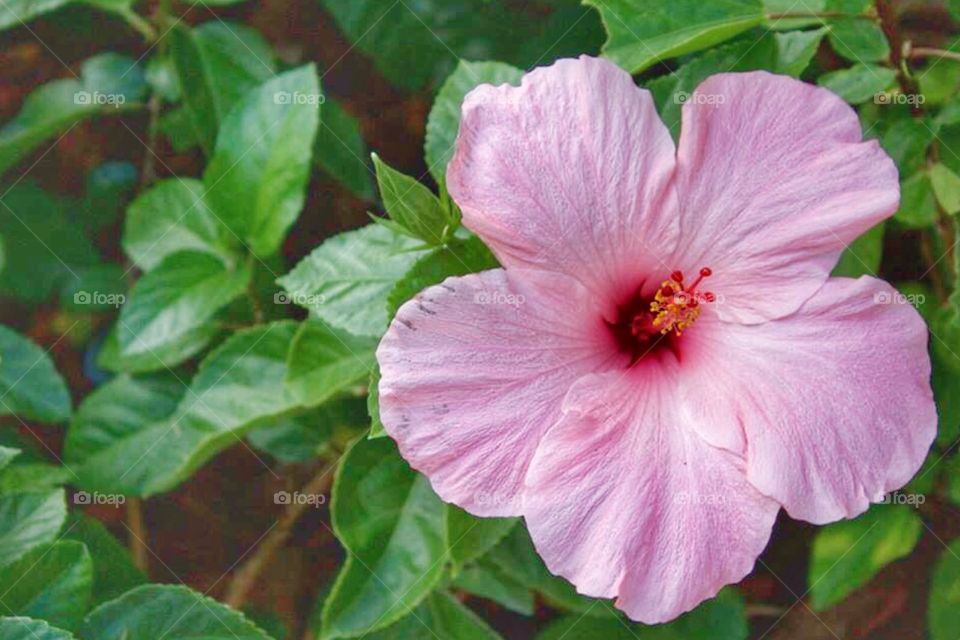 Pink hibiscus 