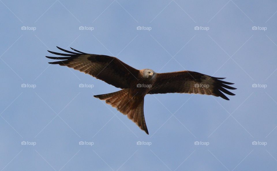 Red kite flying over hills sunny day