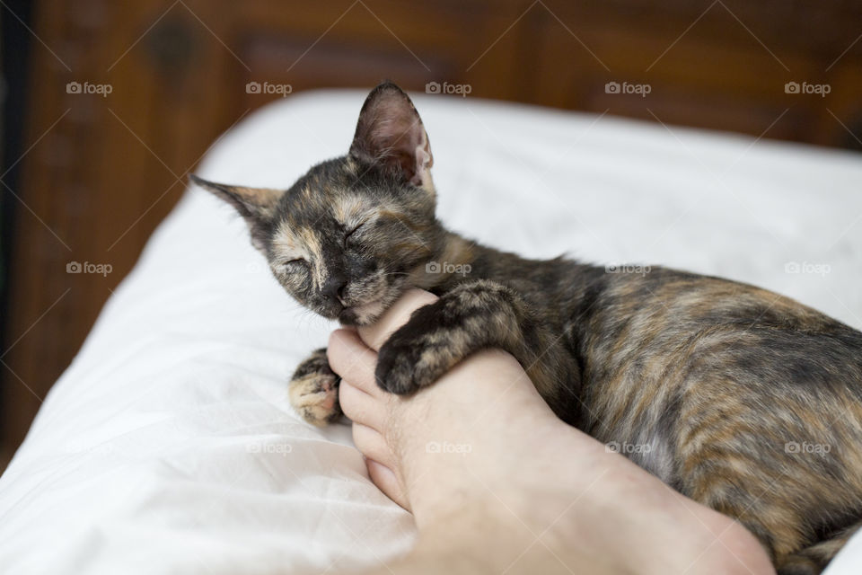 cute kitten cuddling with foot